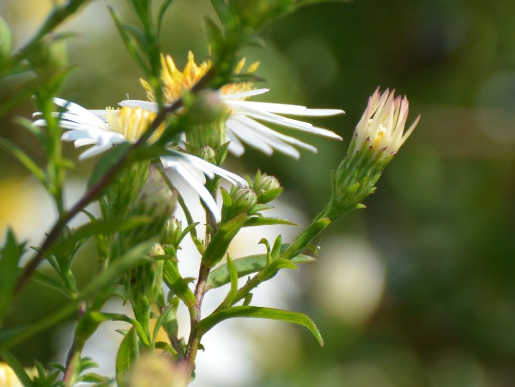 Symphyotrichum lanceolatum / Astro di Tradescant